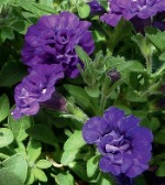 Петуния Доубл Блю